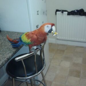 Scarlet Macaw For Sale