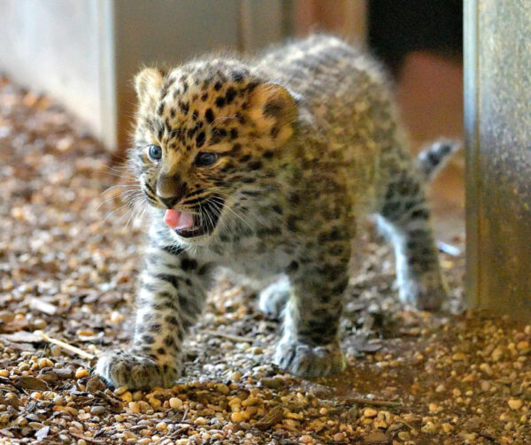 Abby The Female Leopard Cub For Sale