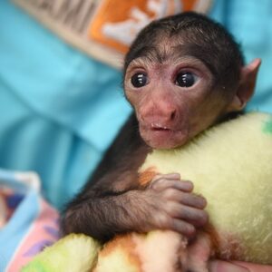 Amira The Saki Monkey For Sale