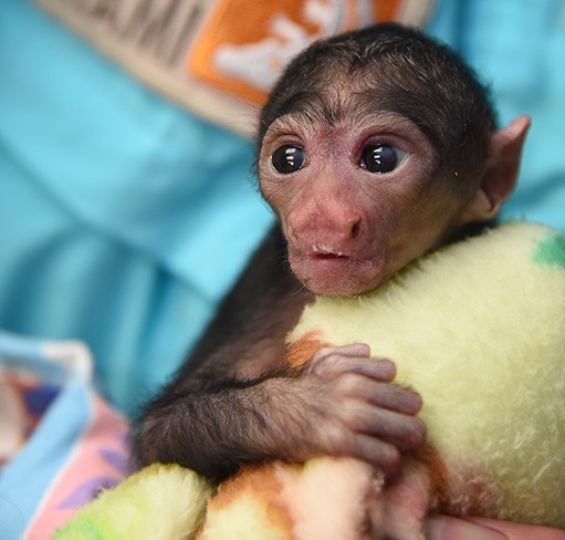 Amira The Saki Monkey For Sale