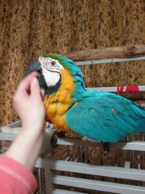 Blue And Godl Macaw Parrots For Sale