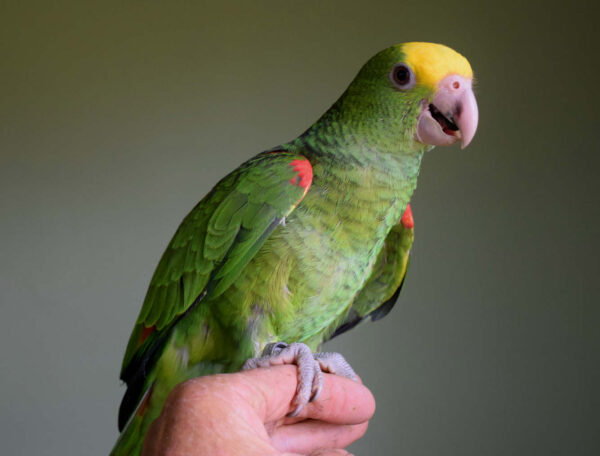 Double Yellow Headed Amazon Parrot For Sale