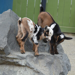 Dwarf Goat For Sale