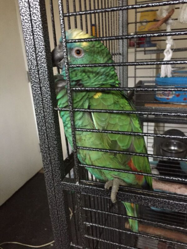 Amazon Parrots For Sale