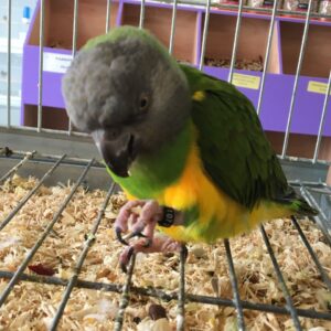 Senegal Parrots For Sale