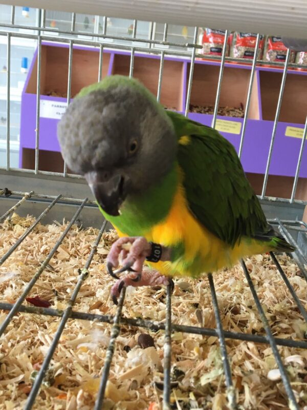 Senegal Parrots For Sale