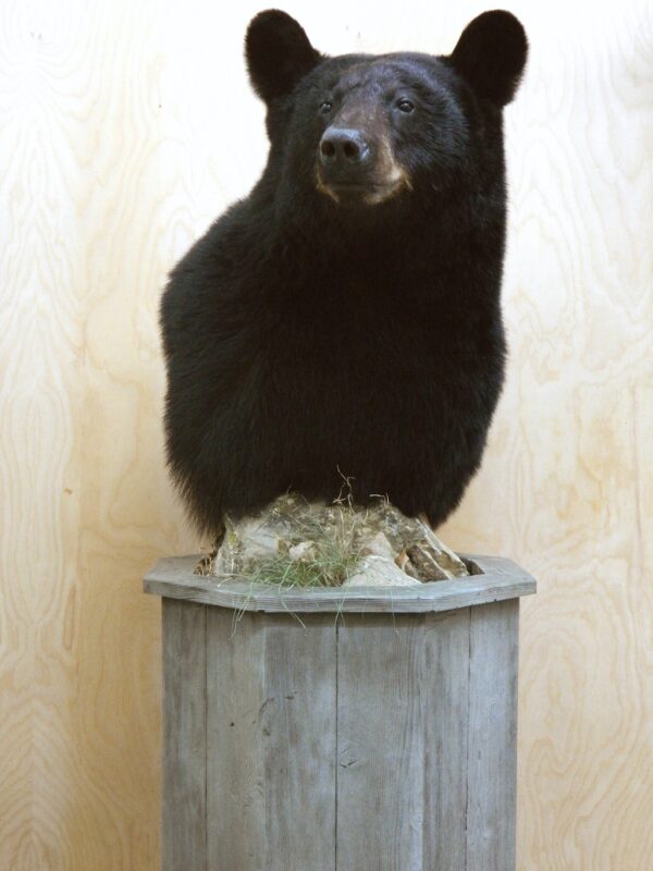 Half Body Black Bear For Sale