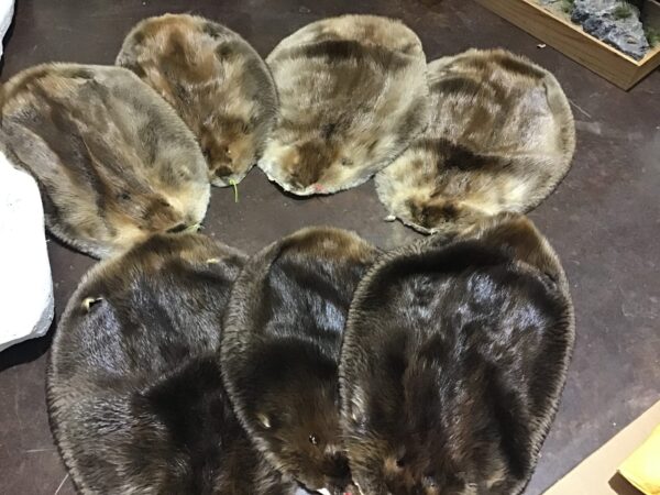 Beaver Fur For Sale