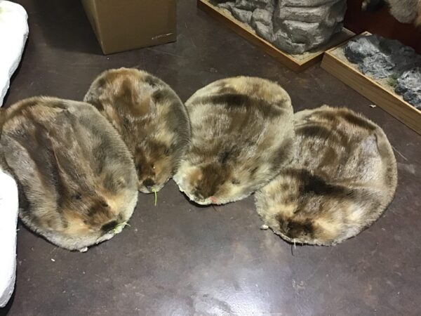 Beaver Fur For Sale