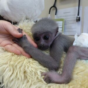 Gibbon Monkey For Sale