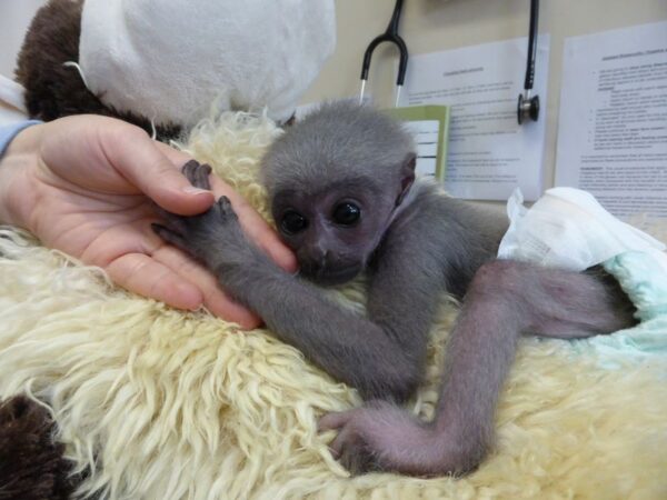 Gibbon Monkey For Sale