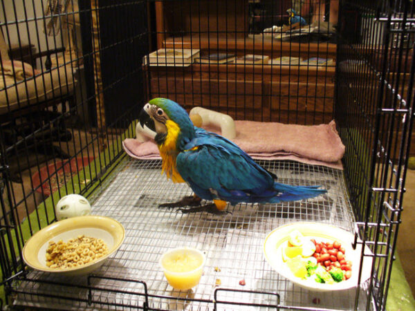 Harlequin Macaw Parrots For Sale