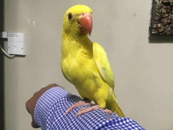 Indian Ringneck Parrots For Sale