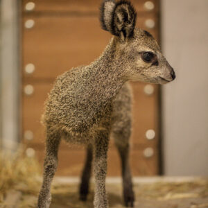 Blaise the Male Klipspringer for sale