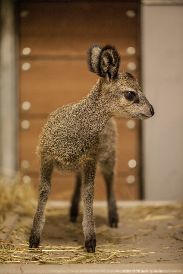 Blaise the Male Klipspringer for sale