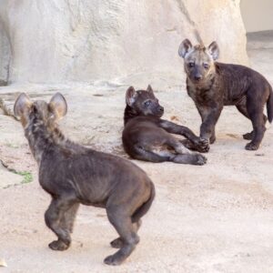 Hyenas cubs for sale