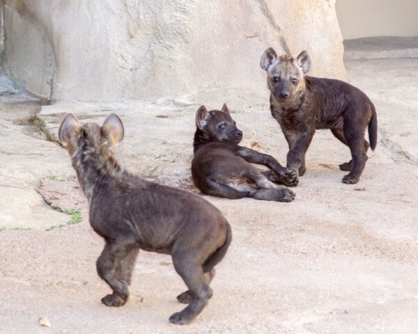 Hyenas cubs for sale