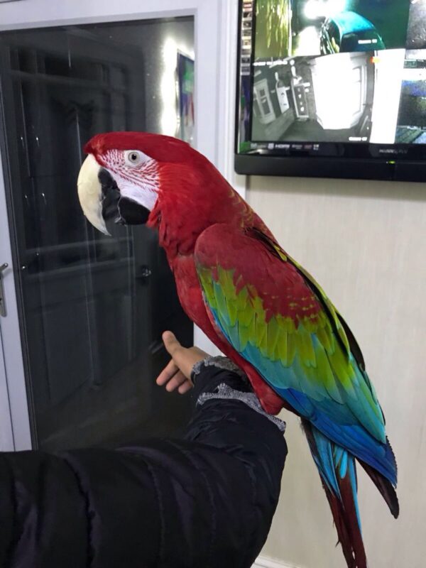 Greenwing Macaw For Sale