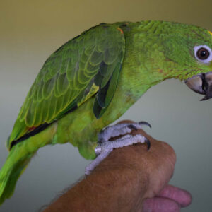 Yellow-Crowned Amazon Parrot For Sale