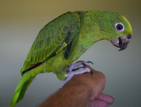 Yellow-Crowned Amazon Parrot For Sale