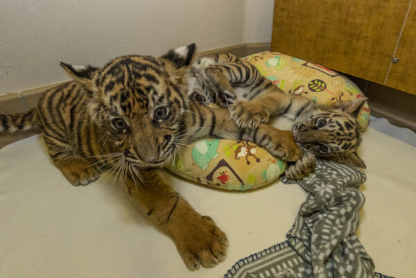 Tiger Cubs For Sale