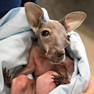 Bryan The Male Kangaroo Joey For Sale