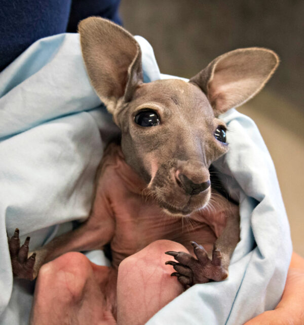 Bryan The Male Kangaroo Joey For Sale