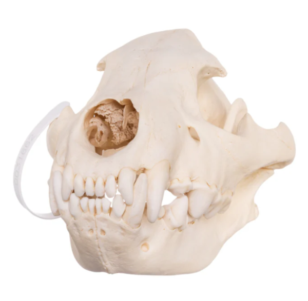 Real Spotted Hyena Skull For Sale