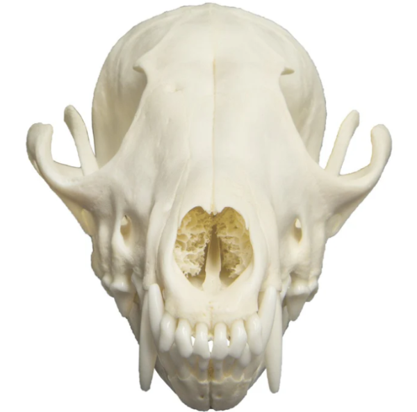 Real Red Fox Skull For Sale