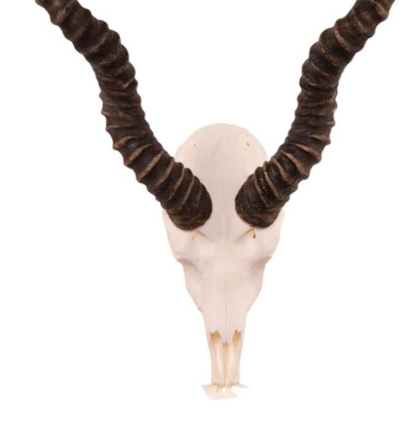 Real Blackbuck Skull For Sale