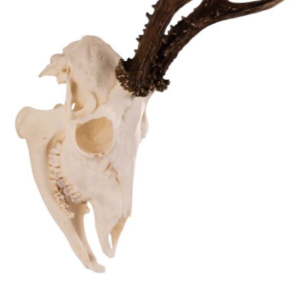 Real Roe Deer Skull For Sale