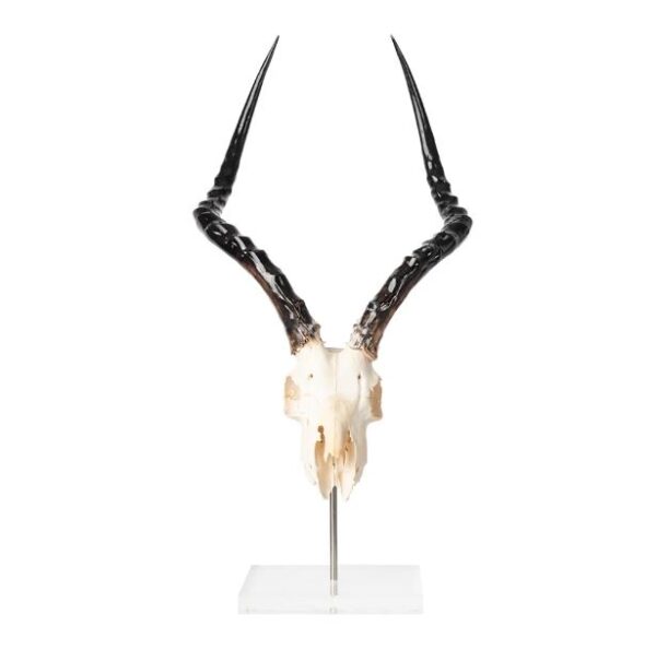 African Impala taxidermy skull for sale