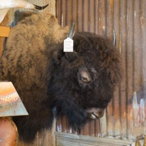 Bison Shoulder Mount For Sale