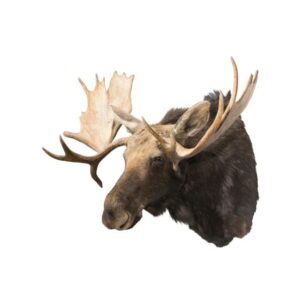 Record Shiras Moose Shoulder Mount for sale