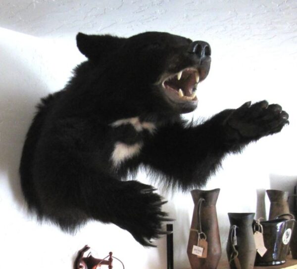 Half Body Black Bear For Sale