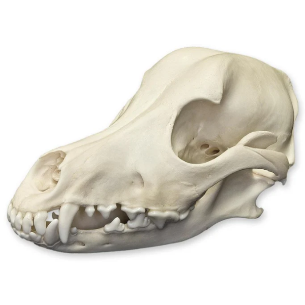 Real Domestic Dog Skull - Brachycephalic