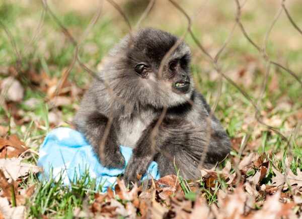 Gibbon Monkey For Sale