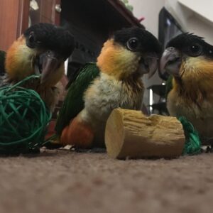 Caique Parrot For Sale