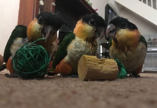 Caique Parrot For Sale