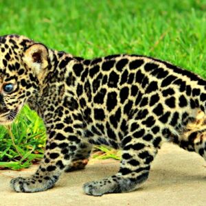 Jaguar Cubs For Sale