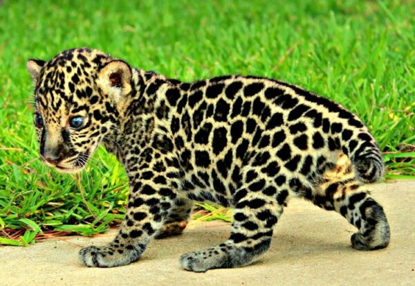 Jaguar Cubs For Sale