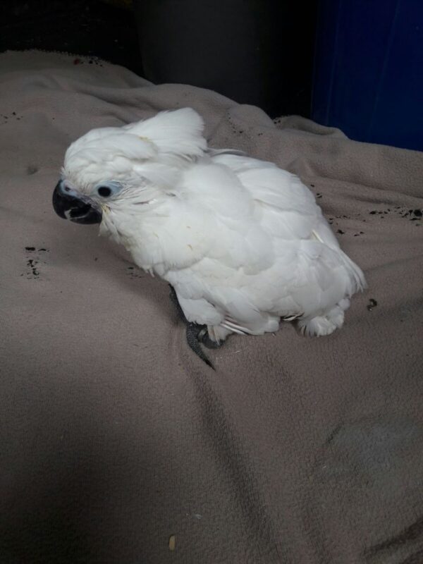 Umbrella Cockatoo For Sale