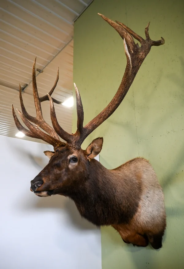 Elk Shoulder Mount for sale