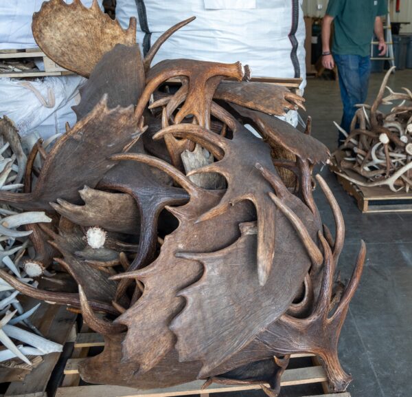 Single Moose Shed taxidermy for sale