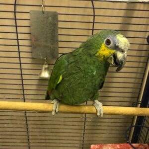 Orange Winged Amazon Parrot For Sale