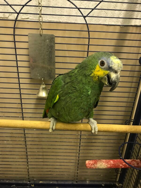 Orange Winged Amazon Parrot For Sale