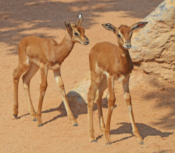 Gazelle For Sale