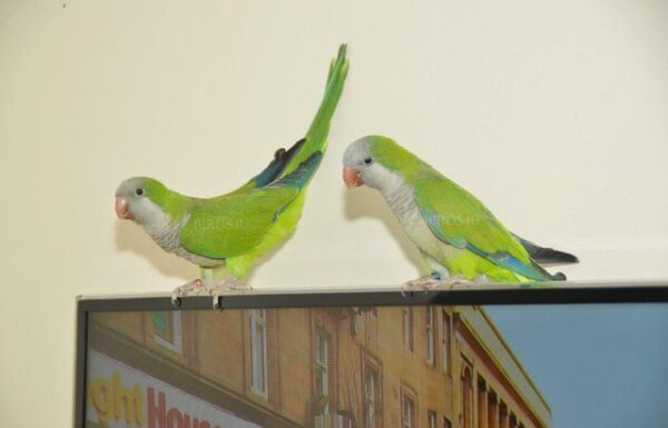 Quaker parrots for sale