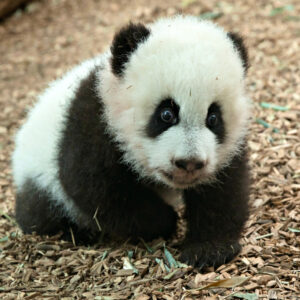 Panda Cubs For Sale