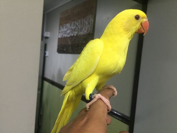 Indian Ringneck Parrots For Sale